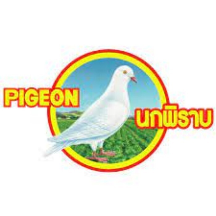 Pigeon Bird